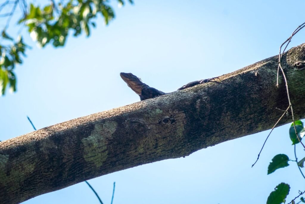 A black iguana is seen perched on a tree branch under a clear blue sky. The sunlight highlights the texture of the bark and the iguana’s scales.