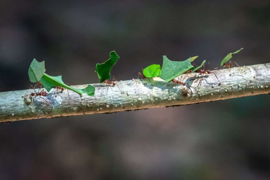 A group of green insects with leaf-shaped bodies resting along a textured tree branch.