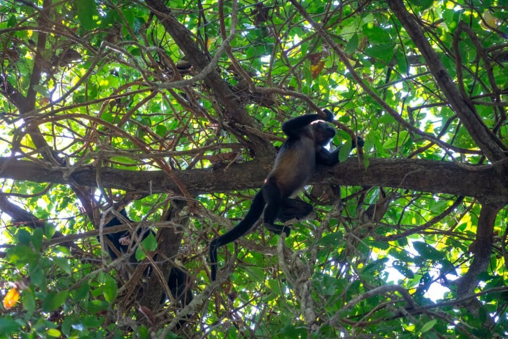 A monkey hangs from a branch in a large tree with green foliage. This image is a collection of views showing the animal in its natural environment.