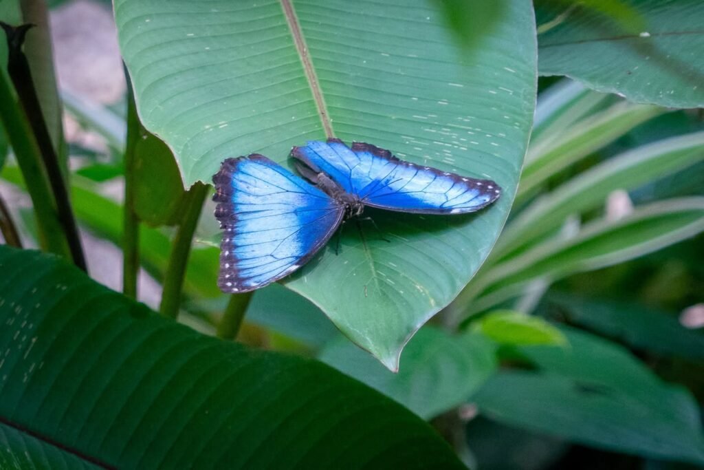 A bright blue butterfly with dark edges rests peacefully on a large green leaf in a lush garden.