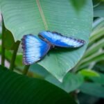 Happy Easter A bright blue butterfly with dark edges rests peacefully on a large green leaf in a lush garden.