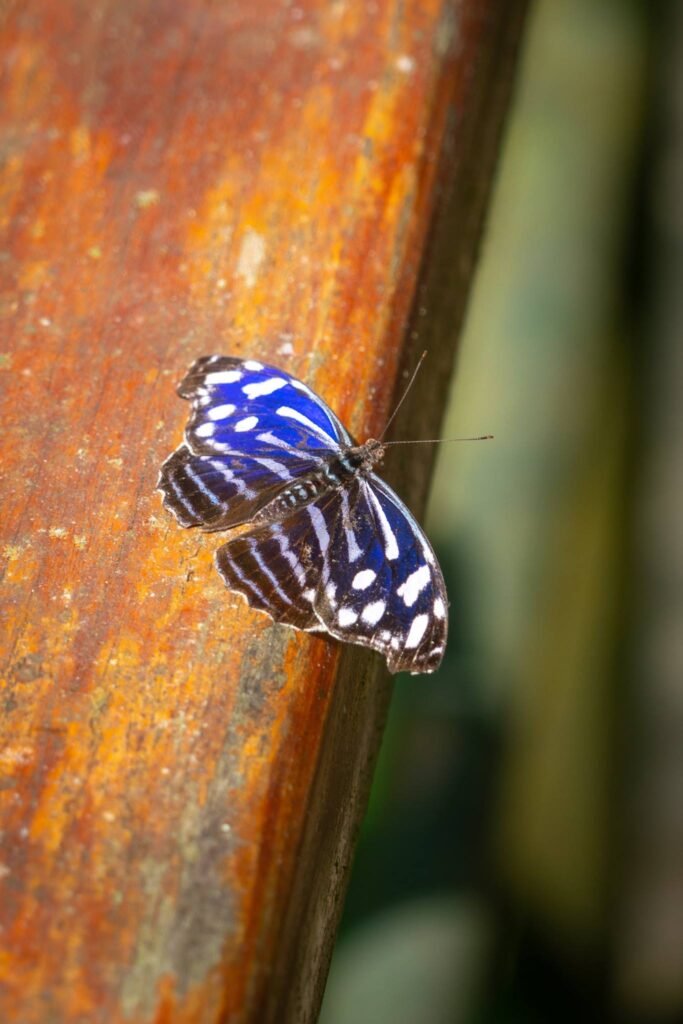 A close-up photo of a blue butterfly with white patterns sitting on a rusty metal surface.