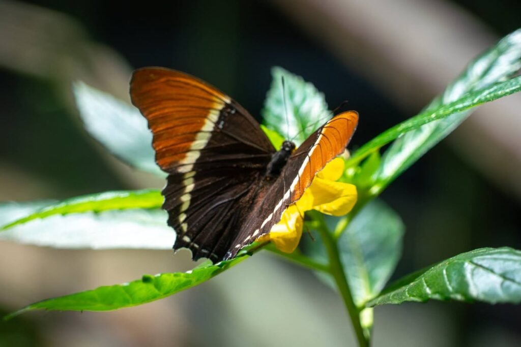 A close-up of a butterfly with dark orange and black wings resting on a yellow flower surrounded by green leaves.