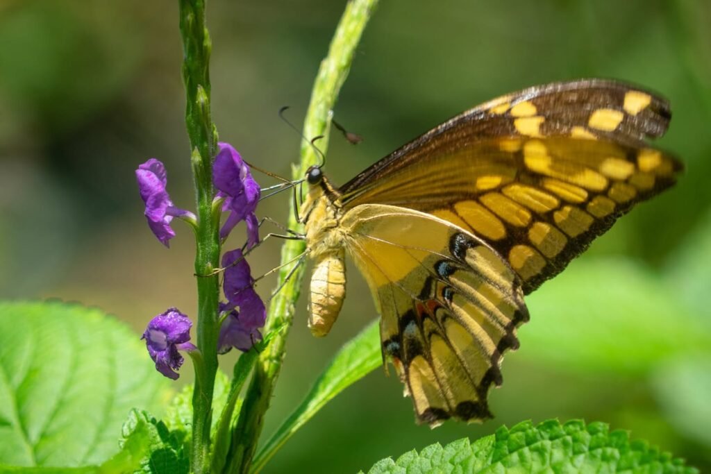 A butterfly perched on a purple wildflower with vibrant green leaves nearby.