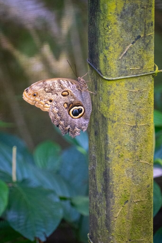 A butterfly with eye spot wings rests on a mossy bamboo pole amid lush foliage.
