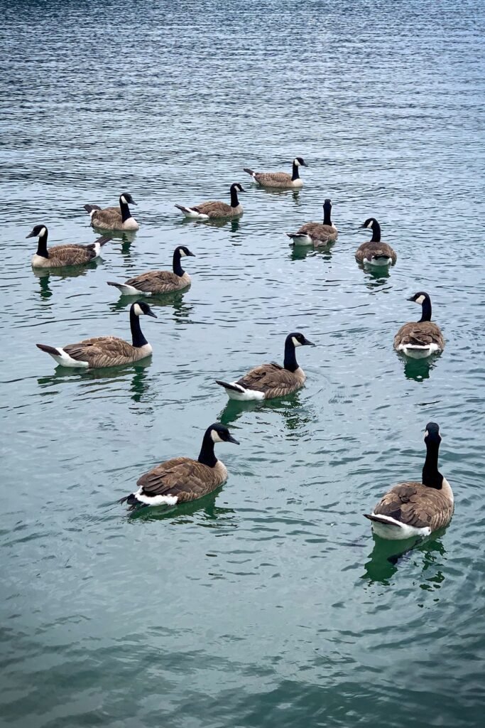 A flock of Canada geese swimming in a tranquil lake, showcasing their distinctive black and white markings.