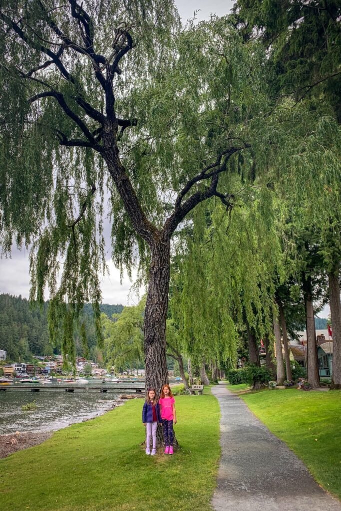 A tall weeping willow tree with drooping branches stands beside a paved pathway and body of water.