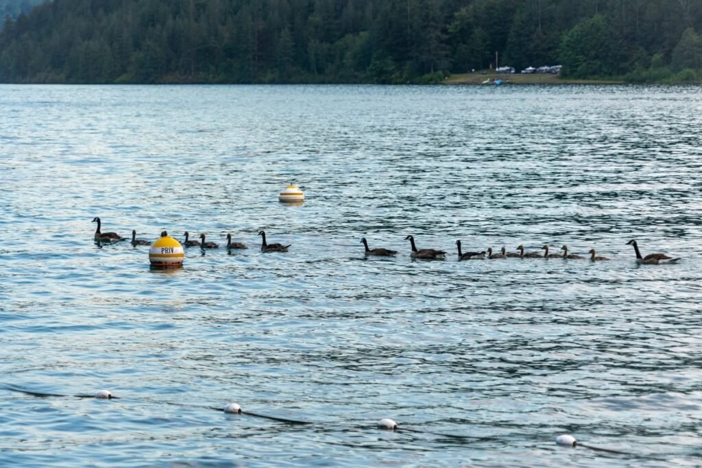 A flock of geese swims across a serene lake in the Pacific Northwest with forested hills in the background.