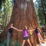 Three people linking arms around the massive trunk of a giant sequoia tree in a forest setting.