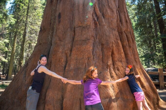 Three people linking arms around the massive trunk of a giant sequoia tree in a forest setting.