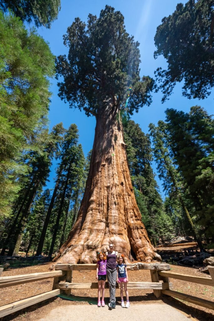 A family admires giant sequoia trees.