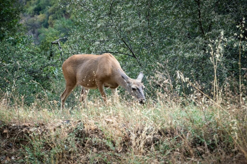 A deer grazing on dry grass with leafy green trees and bushes in the natural background.
