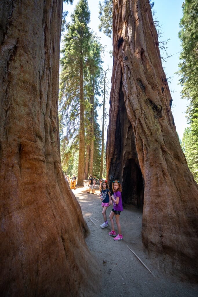 The Tunnel Tree in Tahoe is a massive redwood with a hollow center, allowing for dramatic views of its textured interior.
