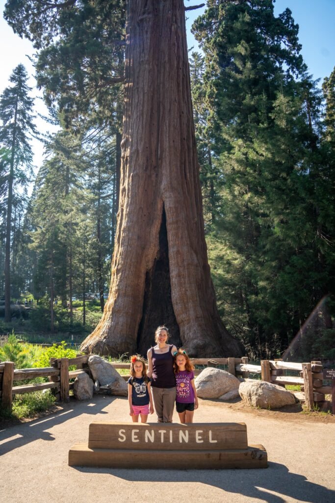 A tall sequoia tree with a sign labeled 'SENTINEL' in a forest setting. A small group of visitors stands in front of the tree trunk.