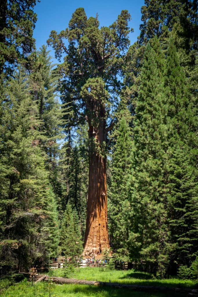 Towering sequoia trees rise high into a clear blue sky in a lush forest. Visitors walk along a path beneath the ancient redwood canopy.