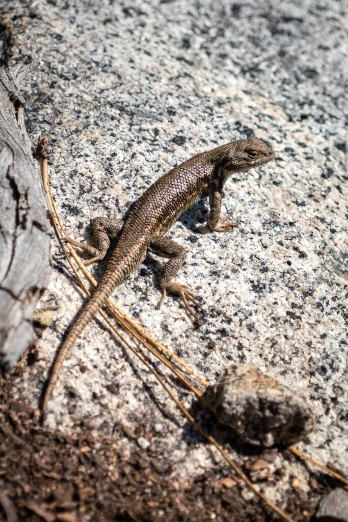 A close-up of a small brown lizard perched on a textured granite rock surface. The image is vertically duplicated, showing two slightly different crops of the lizard and its rocky habitat.
