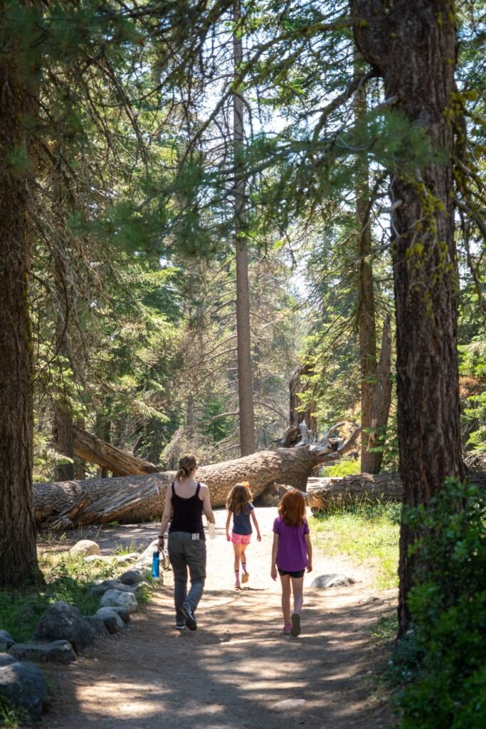 Hikers on a dirt trail surrounded by massive giant sequoias in a sunlit grove.