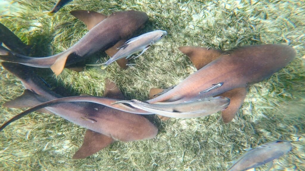 Nurse sharks resting on a bed of seagrass with smaller reef fish swimming nearby.