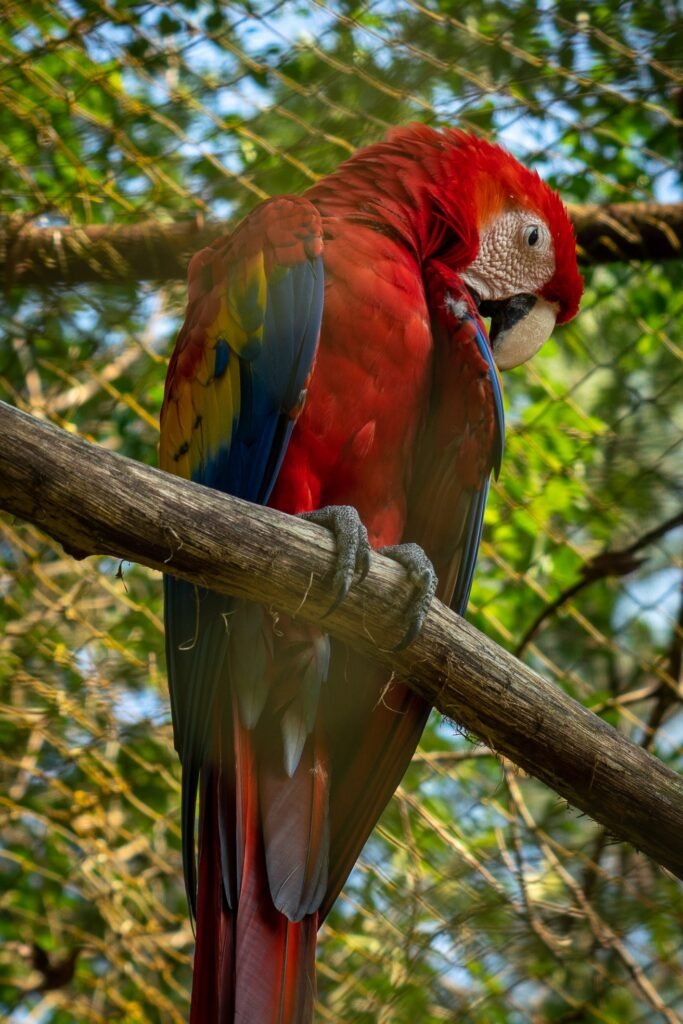 A colorful scarlet macaw rests on a tree branch, showcasing its red, yellow, and blue feathers against a lush green background.