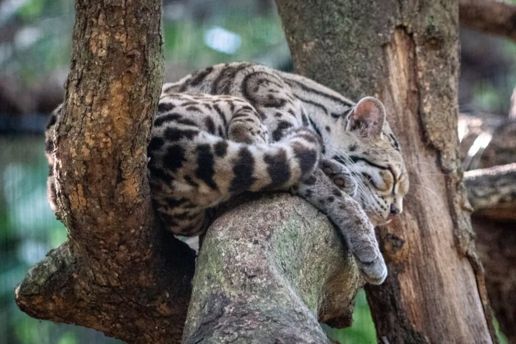 Image of an ocelot sleeping on a tree branch with detailed fur