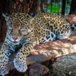 Belize Day 4 A spotted leopard relaxes on a log in a natural enclosure. The animal's intricate markings are highlighted by natural light and surrounding foliage.