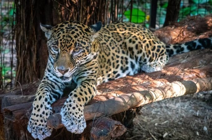 A spotted leopard relaxes on a log in a natural enclosure. The animal's intricate markings are highlighted by natural light and surrounding foliage.