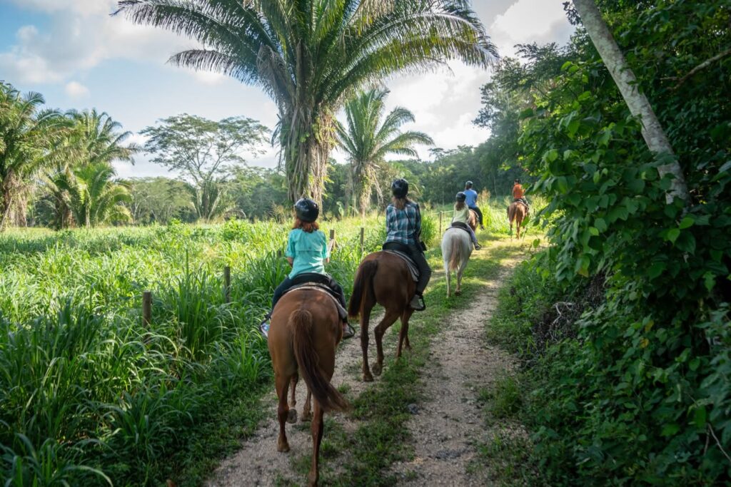 Horseback riding through lush tropical rice fields in Malaysia, surrounded by palm trees and greenery.