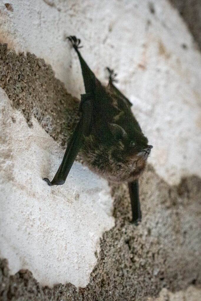 A small bat clings to a rough concrete wall, showcasing its folded wings and tiny features.