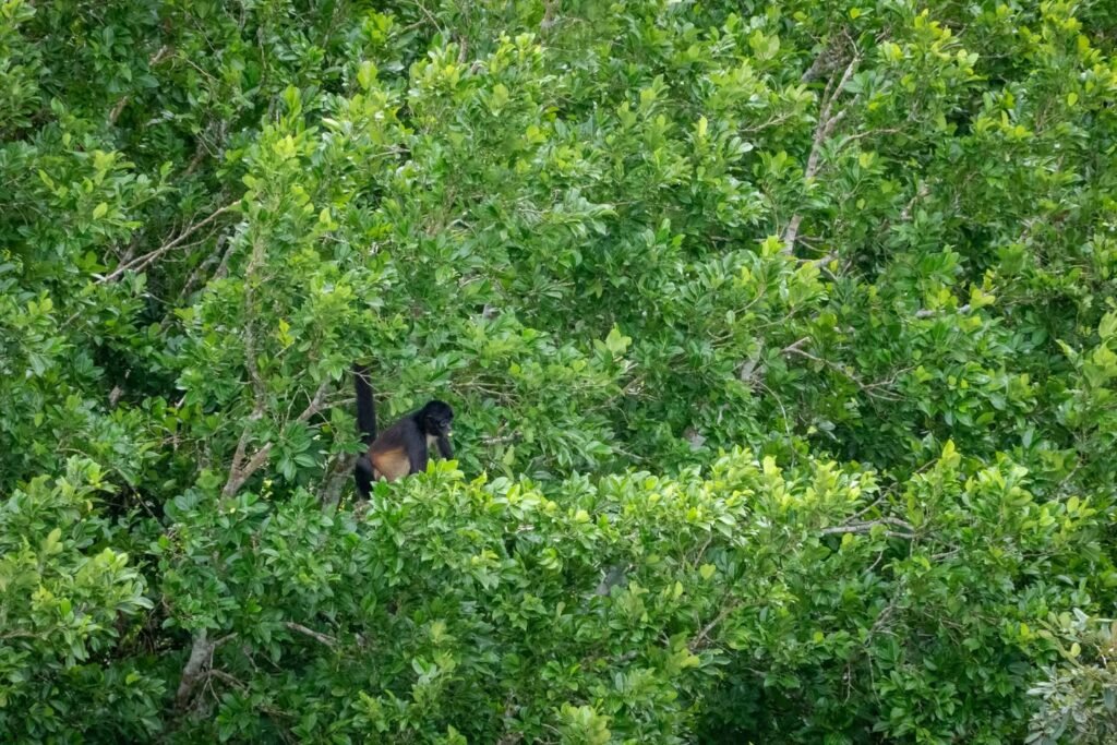 A glimpse of an animal's head visible through a dense thicket of green leaves.