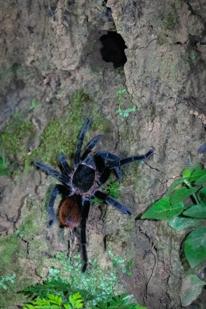 A large tarantula climbing a tree trunk in a lush green environment, showcasing its long legs and distinct body markings.