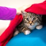 A small tabby kitten with white paws looks up from under a bright red blanket. A blue surface is visible beneath the kitten.
