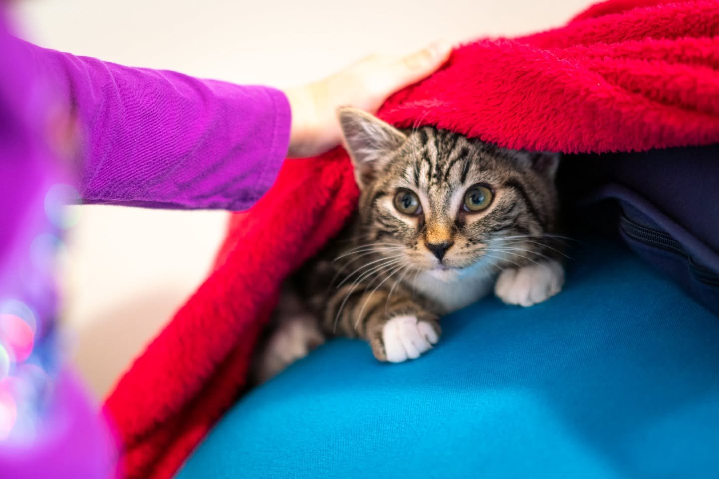 A small tabby kitten with white paws looks up from under a bright red blanket. A blue surface is visible beneath the kitten.