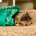 A tabby cat sleeping peacefully under a green paisley bandana. Close-up of feline fur and texture.