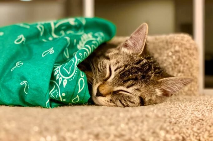 A tabby cat sleeping peacefully under a green paisley bandana. Close-up of feline fur and texture.