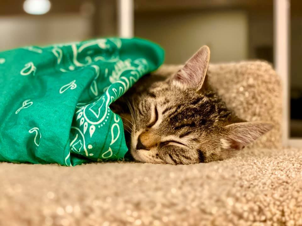 A tabby cat sleeping peacefully under a green paisley bandana. Close-up of feline fur and texture.