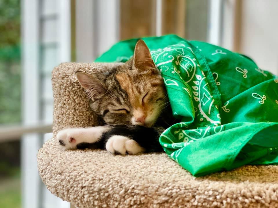 A tabby cat sleeps with a green bandana on a beige cat tree perch.