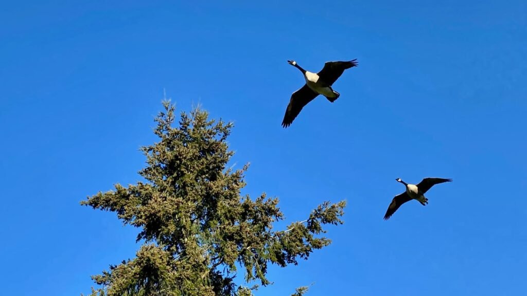 Two Canada geese soar through a clear blue sky above the top of a tall evergreen tree.