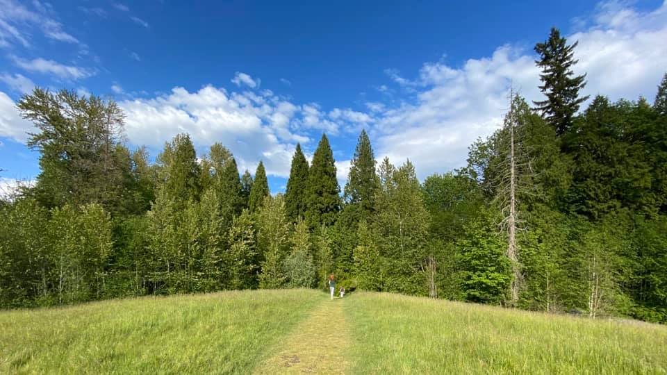 A peaceful view of a grassy field bordered by tall evergreen trees under a blue sky with scattered clouds in the Pacific Northwest.