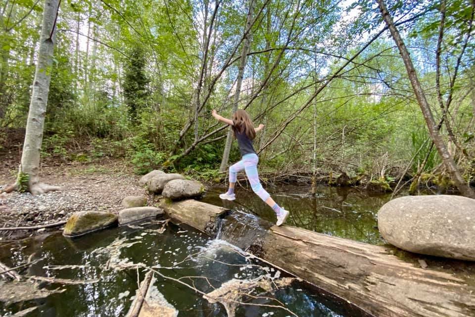 A nature enthusiast carefully crosses a log bridge over a clear stream. A dense forest of birch trees surrounds the path in the Pacific Northwest.