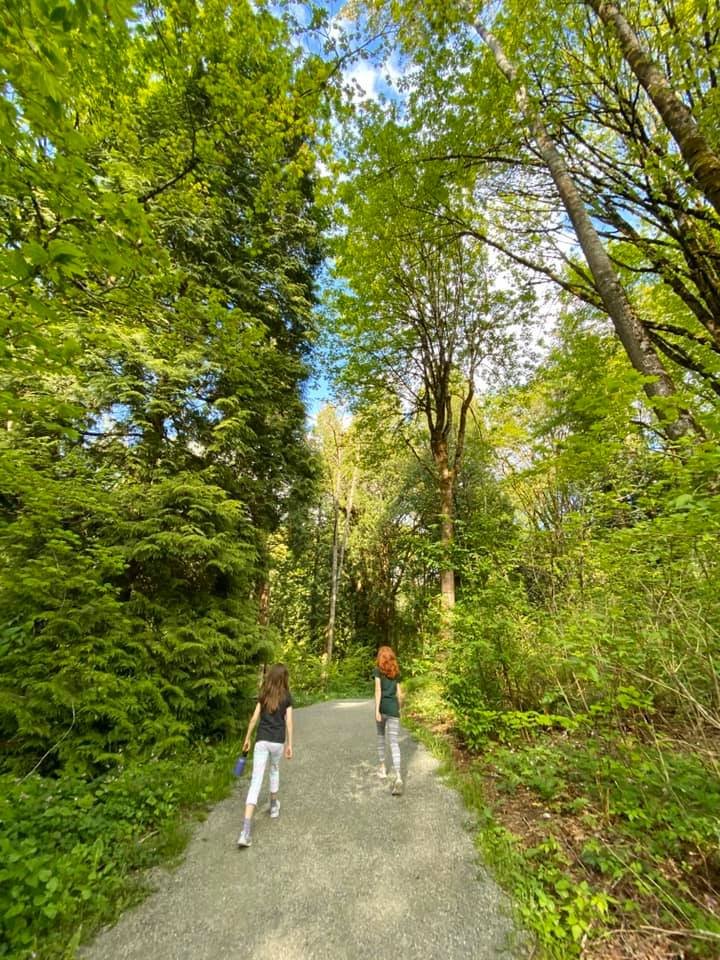 A sunny day on the scenic forest trail with tall green trees and a clear blue sky.