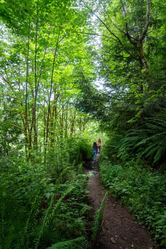 A narrow hiking path winds through a dense green forest canopy. Tall trees and rich undergrowth line the trail under a soft natural light.
