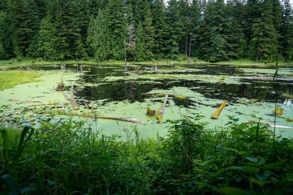 A lush green forest pond with floating vegetation and dense tree cover.