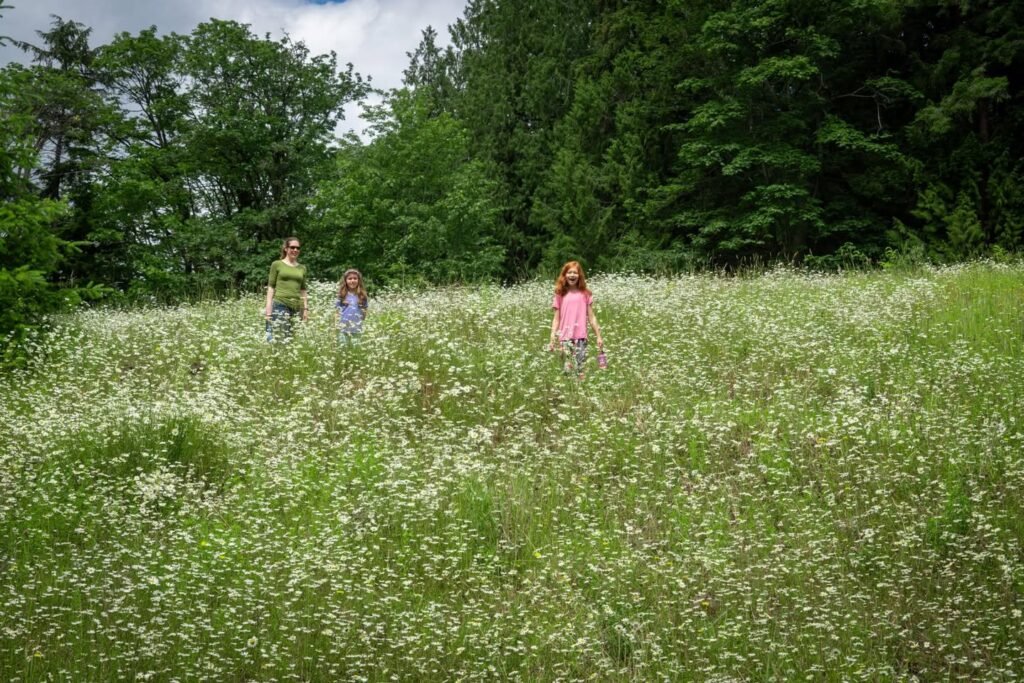 A rustic meadow filled with wildflowers bordered by lush green forest, evoking a peaceful outdoor escape in the Pacific Northwest.