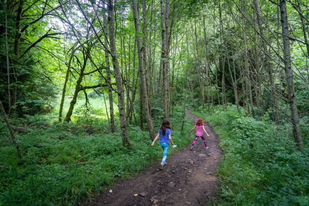 Two hikers on a forest trail surrounded by tall trees and green undergrowth. A view of the lush Pacific Northwest woodland.