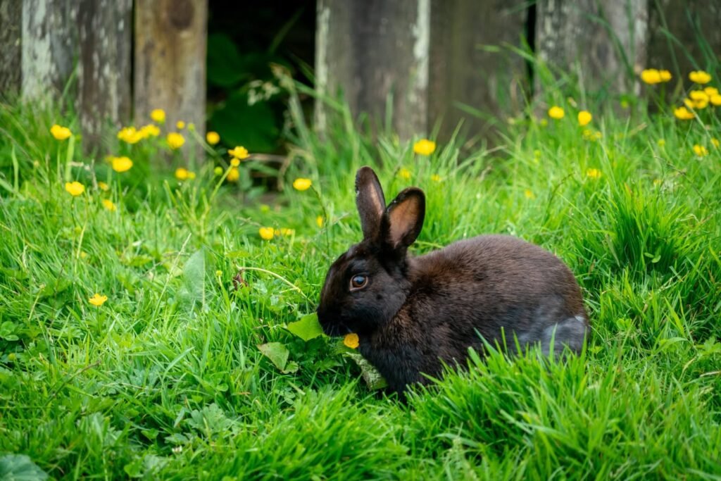 A black rabbit sits in a lush green field with yellow wildflowers in the background. Another close-up shows the rabbit nibbling on the grass.