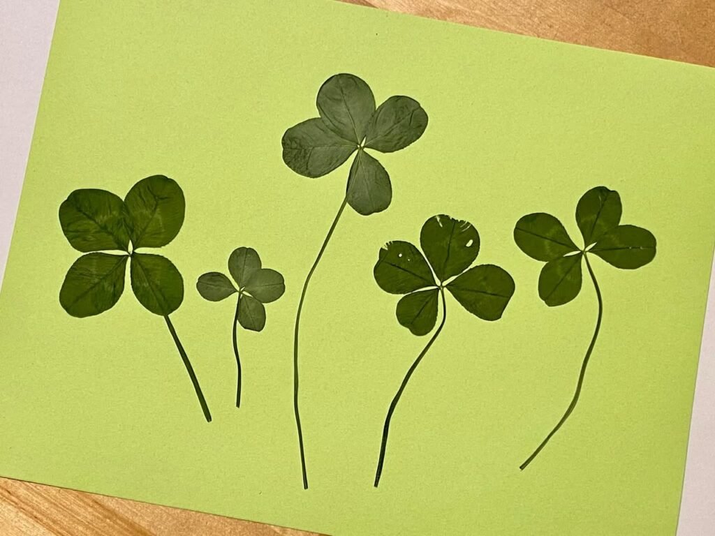 A collection of pressed four-leaf clovers arranged neatly on a sheet of green paper.