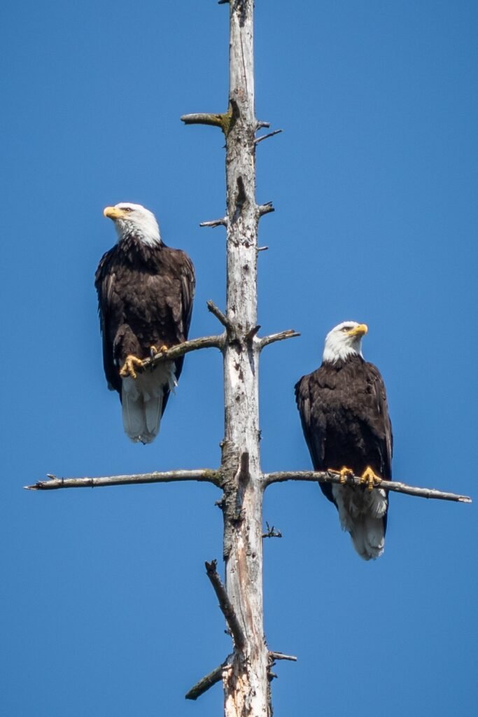 A group of bald eagles perches on a leafless tree branch against a bright blue sky.