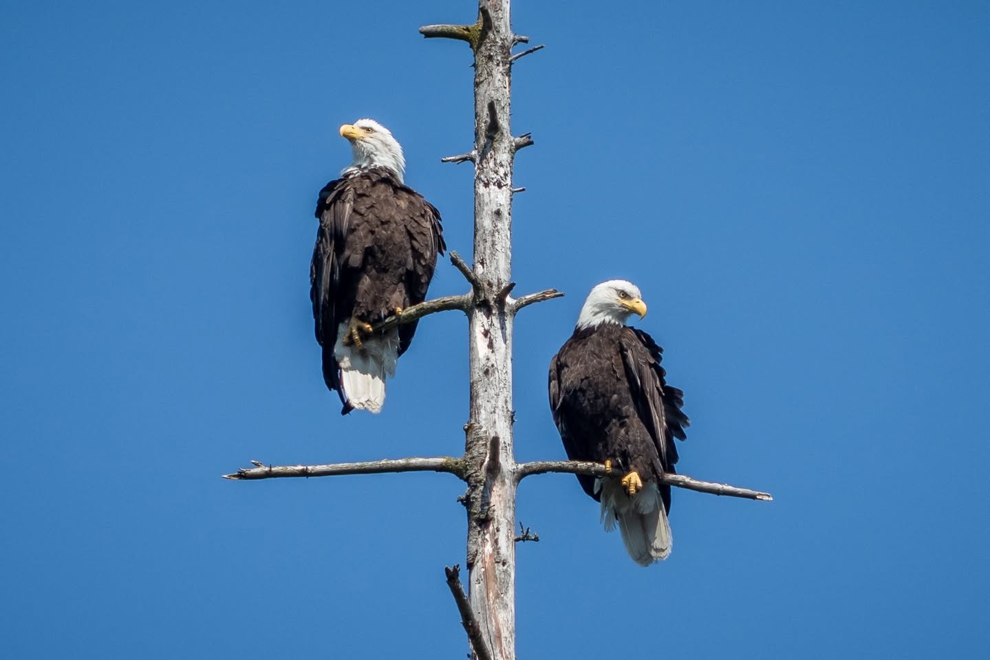 New Neighbors A pair of bald eagles perched on a dead tree branch against a clear blue sky.