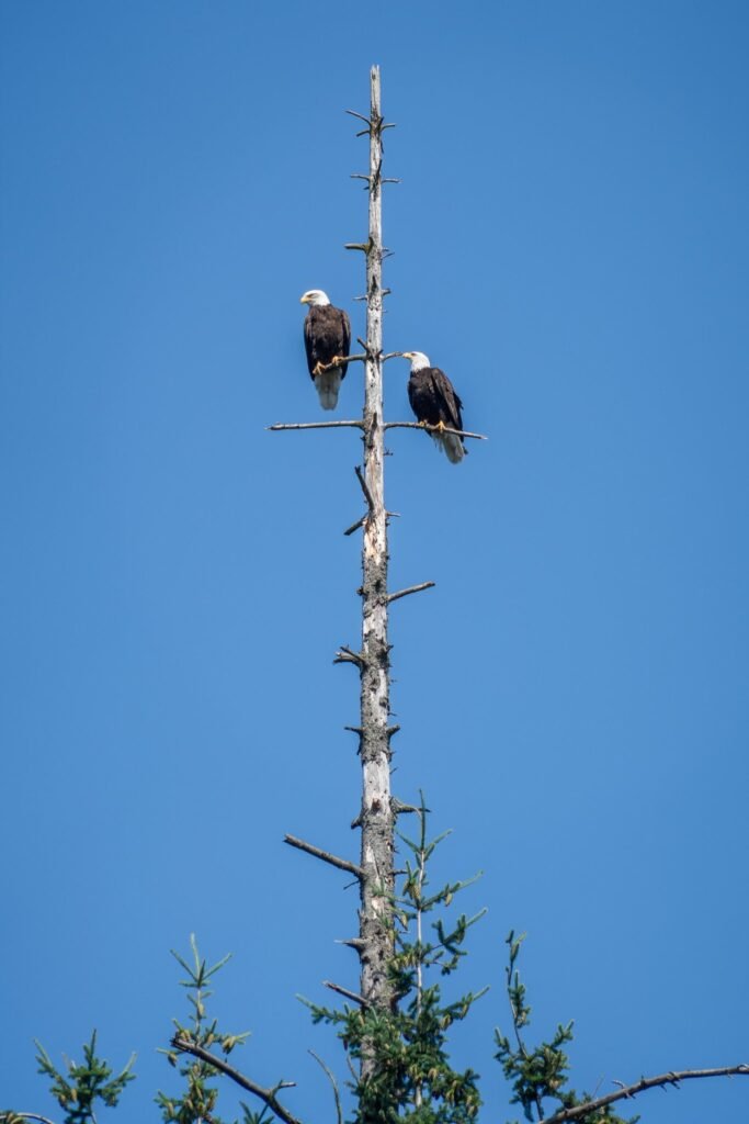 A pair of bald eagles perched on a dead tree against a clear blue sky.