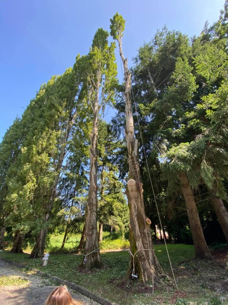 A stunning view of towering coniferous trees reaching towards a bright blue sky in a lush forest setting.